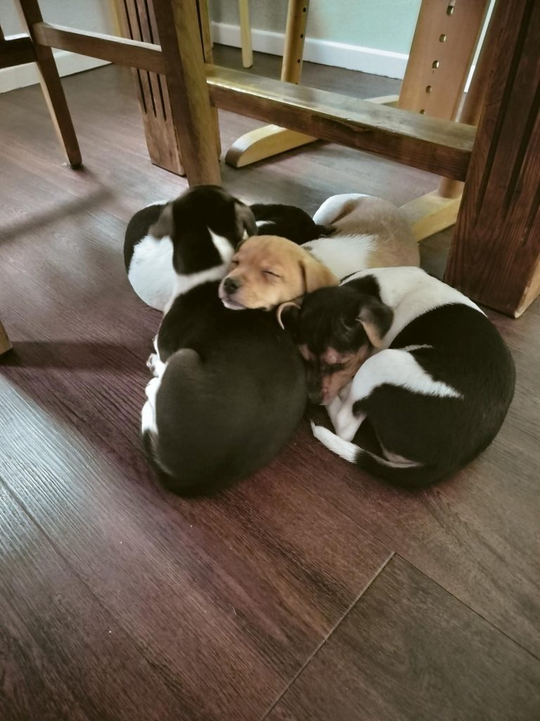 4.1.24 A Wurf 9 Wochen alt