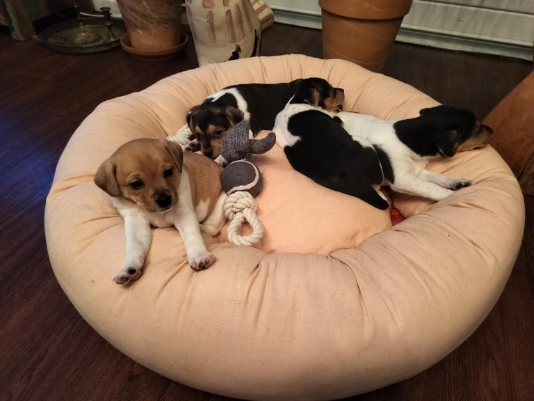 IMG20241212183546 insert