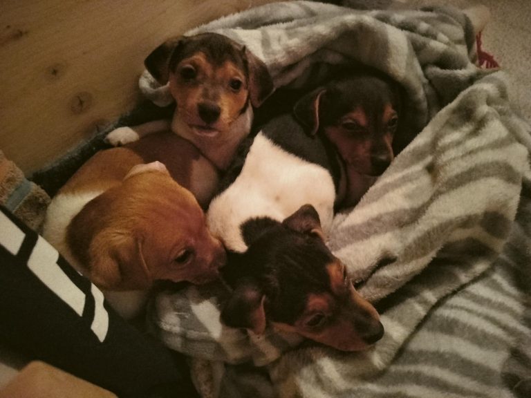 eingekuschelte Silvesterhunde 8,5 Wochen